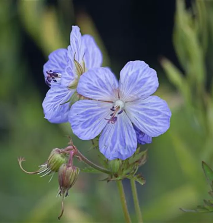 Geranium pratense 'Striatum'