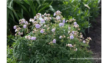 Gartenbaumschule Becker