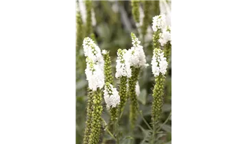 Gartenbaumschule Becker