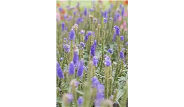 Gartenbaumschule Becker