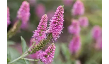 Gartenbaumschule Becker