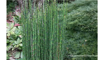 Gartenbaumschule Becker