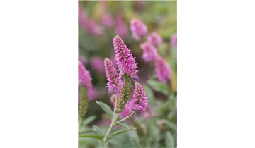 Gartenbaumschule Becker