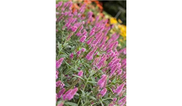 Gartenbaumschule Becker