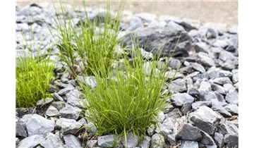 Gartenbaumschule Becker