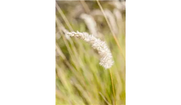 Gartenbaumschule Becker