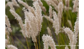 Gartenbaumschule Becker