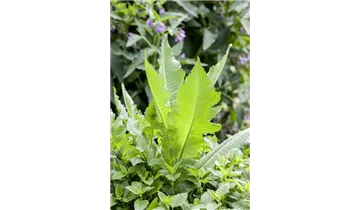 Gartenbaumschule Becker