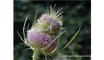 Gartenbaumschule Becker