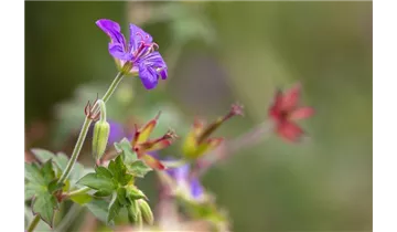 Gartenbaumschule Becker