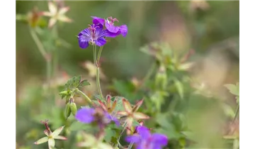 Gartenbaumschule Becker