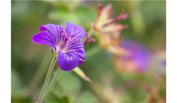 Gartenbaumschule Becker