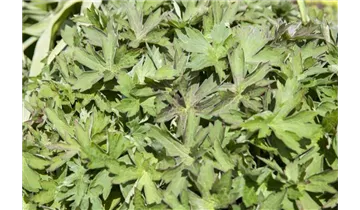 Gartenbaumschule Becker