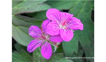 Gartenbaumschule Becker