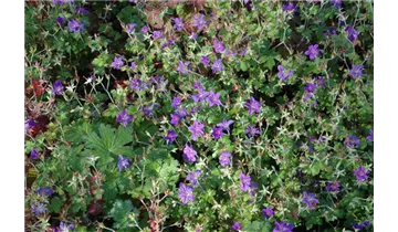 Gartenbaumschule Becker