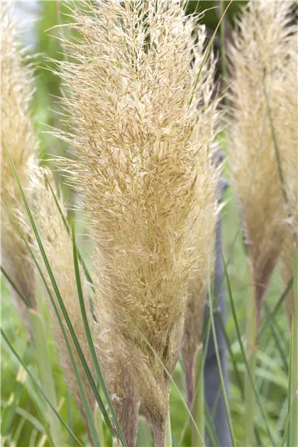 Cortaderia selloana 'Pumila', Kleines Pampasgras