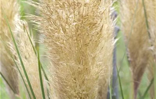 Cortaderia selloana, veg.