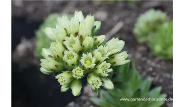 Gartenbaumschule Becker