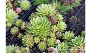 Gartenbaumschule Becker