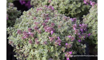 Gartenbaumschule Becker