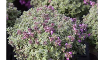 Gartenbaumschule Becker