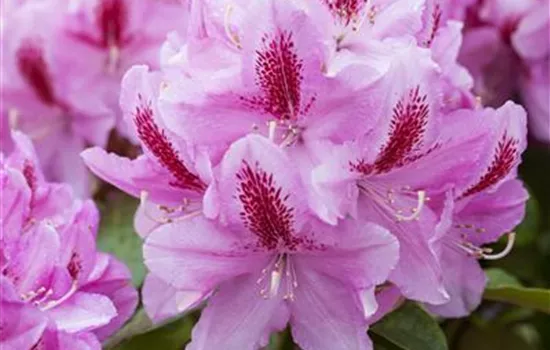 Rhododendron Hybr.'Furnivall's Daughter'