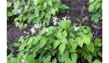Gartenbaumschule Becker