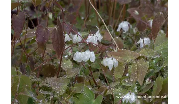 Gartenbaumschule Becker