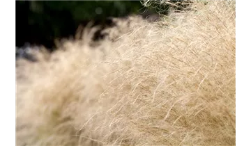 Gartenbaumschule Becker