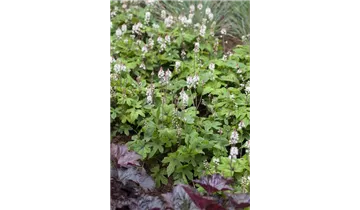 Gartenbaumschule Becker