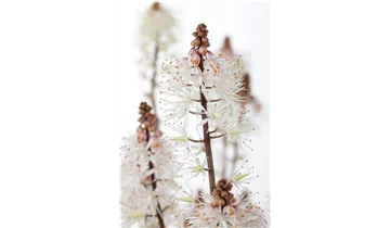 Gartenbaumschule Becker