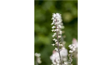 Gartenbaumschule Becker