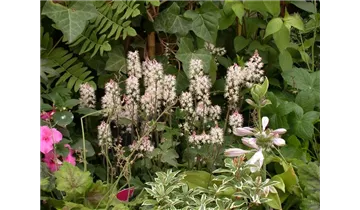 Gartenbaumschule Becker