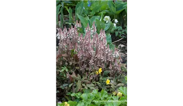 Gartenbaumschule Becker