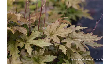 Gartenbaumschule Becker