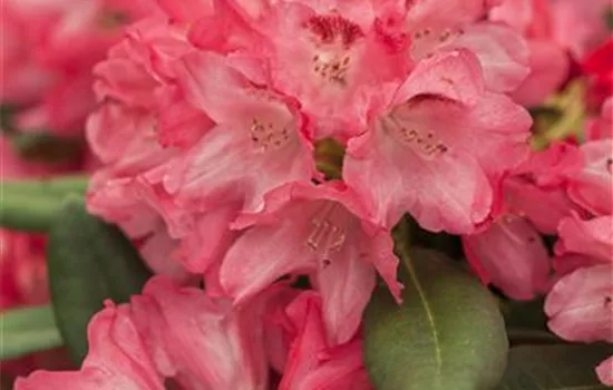 Rhododendron yak.'Sneezy'