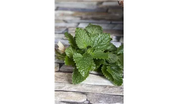 Gartenbaumschule Becker