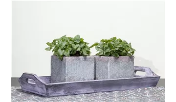 Gartenbaumschule Becker