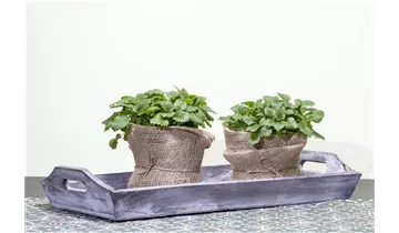 Gartenbaumschule Becker