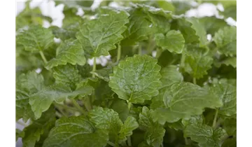 Gartenbaumschule Becker