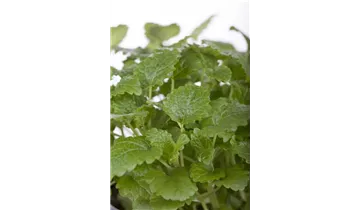 Gartenbaumschule Becker