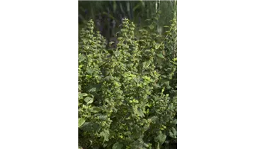 Gartenbaumschule Becker