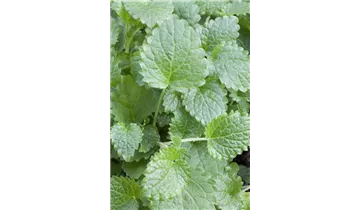 Gartenbaumschule Becker