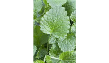 Gartenbaumschule Becker