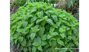 Gartenbaumschule Becker