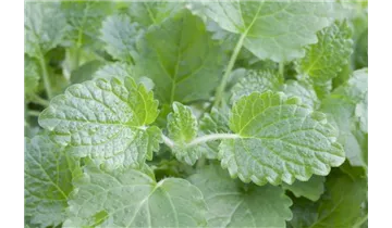 Gartenbaumschule Becker