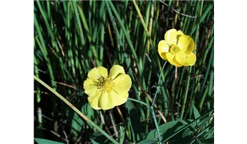 Gartenbaumschule Becker