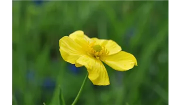 Gartenbaumschule Becker