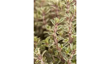 Gartenbaumschule Becker