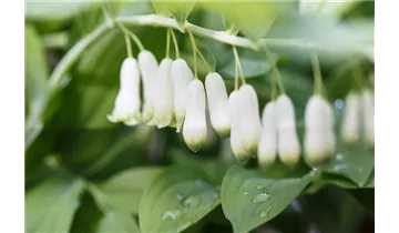 Gartenbaumschule Becker